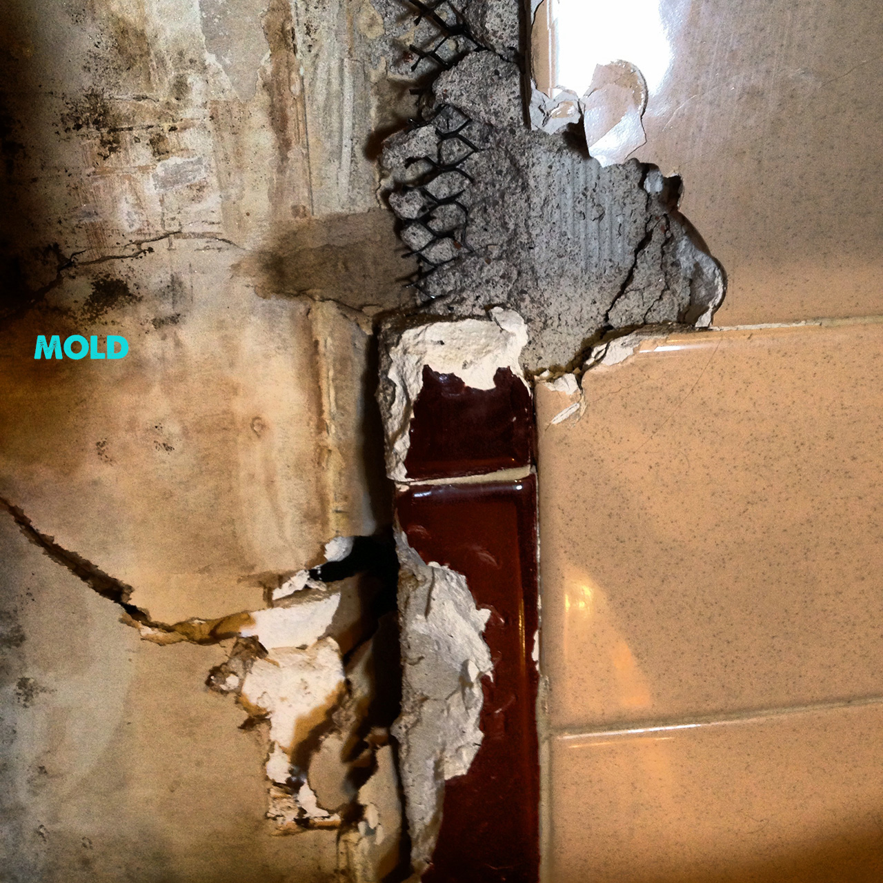 mold